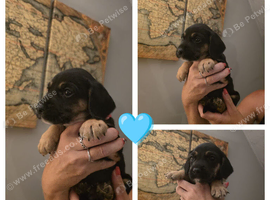 Cockerdales (patterdale cross cocker spaniel)