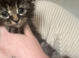 Beautiful 2 kittens