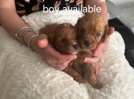 Health tested parents of beautiful cavapoos