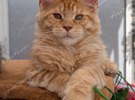 Maine coon boy, Tica registered