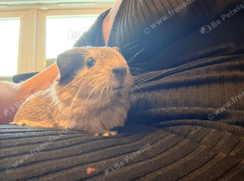 Californian bonded dad & son