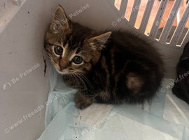 2 bengal cross kittens