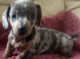 Miniature dachshund