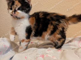 Female kitten