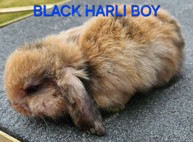 Mini lop babies ONLY 2 BOYS LEFT