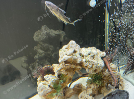 Pictus catfish