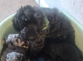 Puppies for sale