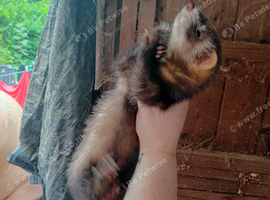 Semi angroa kits
