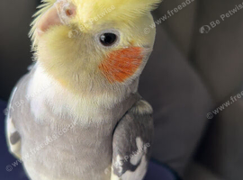Fully tamed cockatiel