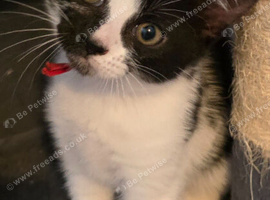 Beautiful kittens for sale looking for foreverr loving homes