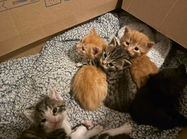 Kittens for sale