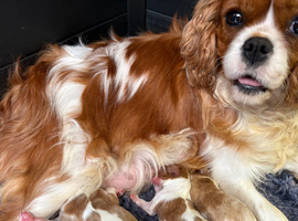Stunning HEALTH TESTED cavalier pups