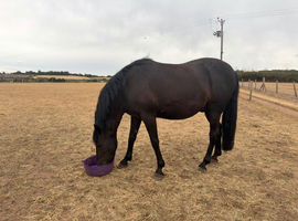 Fantastic Project / Hacking Prospect 8y 15.1hh