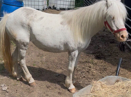 Spot mare 12hh
