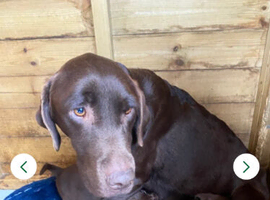 Kc registered chocolate girl