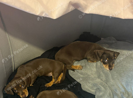 Beautiful miniature dachshunds