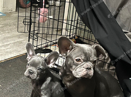 Four year-old French bulldog