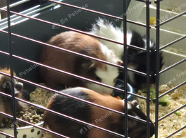 5 week old guinea pigs