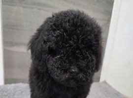 Poodle puppies