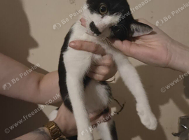 Kittens need urgent homes