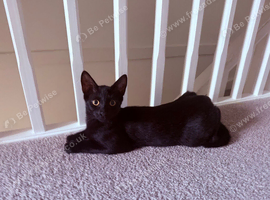 Gorgeous boy available 6 months old.