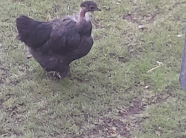 1 necked neck bantam chicken