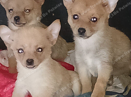 Pomchi