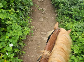 Experienced Freelance Groom Available
