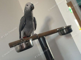 7month old tame african grey