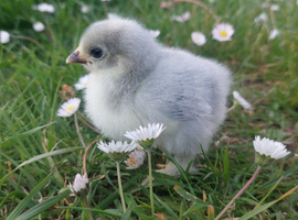 Lavender Pekin &ndash; Hatching Eggs