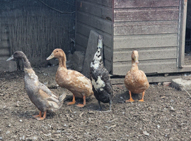2 runner drakes available