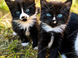 2 Adorable Black & White Tuxedo Kittens