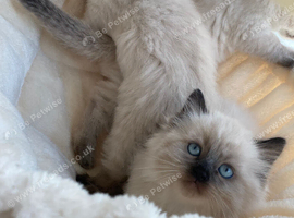 Ragdoll x kittens