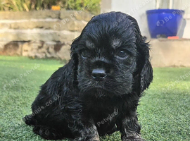 American cockerpoo