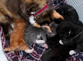 Fluffy kittens