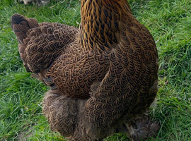 Gold/blue partridge Brahma hatching eggs