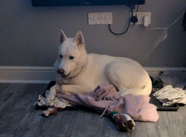 Male huskita