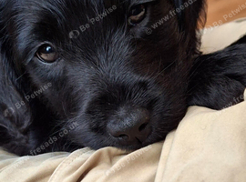 Premium - Health Checked Labradoodle Girls available 1 available for reservation