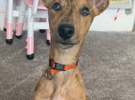 Male whippet