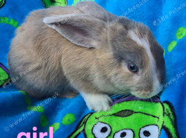 Ready Now Mini lop X Angora Bunnies