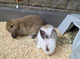 2 male mini lop indoor bunnies