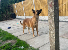 Belgian Malinois x Dutch herder