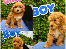 Asian maltipoo 3 boy&2 girl