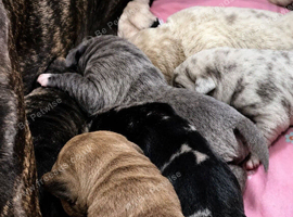 Merle colours