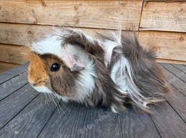 Female guinea pig