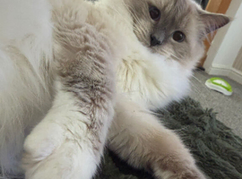 Ragdoll blue point kitten