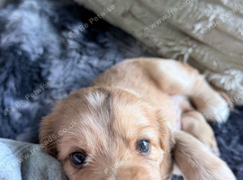 Beautiful Cocker Spaniel Puppies for Sale - Ready 14 November 2026