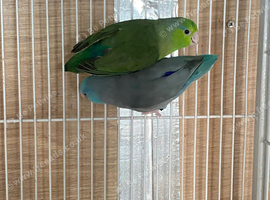 Pair of parrotlets