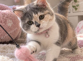 TICA Registered Rare Blue & Cream Tortie/White British Shorthair Girl