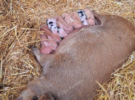 MINI PIGLETS LOOKING FOR THEIR FOREVER HOMES